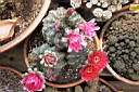 GYMNOCALYCIUM BALDIANUM_1_FIORI.jpg